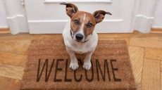 Petsitters - zawsze zaopiekujemy się zwierzakiem podczas Twojej nieobecności